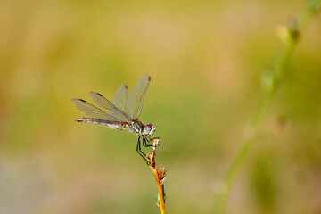 Dragonfly on a branch. macro shot.