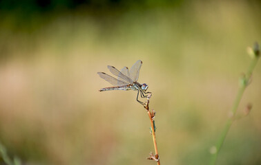 Dragonfly on a branch. macro shot.