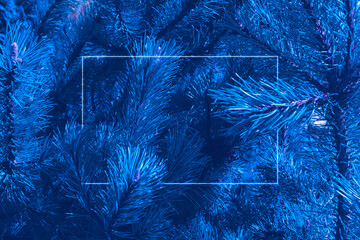 Blue fir tree texture background.