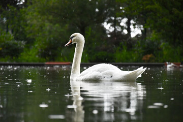 White swan on the pond.
