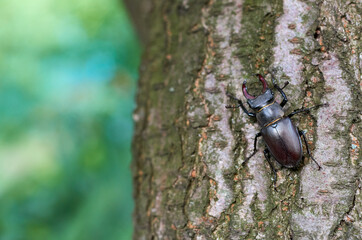 deer beetle on a tree trunk with bark in the garden in summer