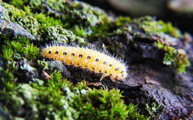 Little yellow caterpillar. Macro shot.