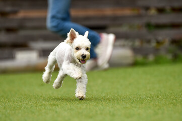 ドッグランで遊ぶミニチュアシュナウザー