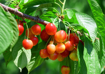 Close up fresh yellow and red cherries on the tree branch