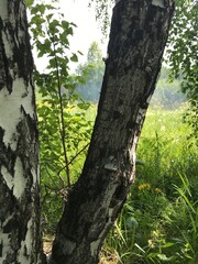 tree trunk in the forest