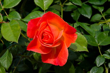 Photo of a rose bush with blooming orange color for greeting in a nature park, Sofia, Bulgaria   