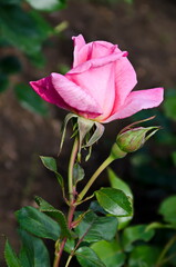 Photo of a rose bush with blooming pink color for greeting in a nature park, Sofia, Bulgaria   