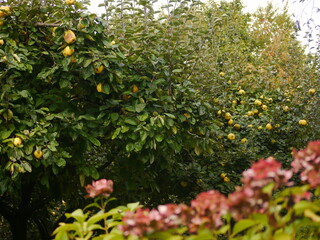 Fototapeta na wymiar In front of an extremely blurred red foreground, which was wanted in terms of design, a hedge with ripe, bright yellow quinces , Cydonia oblonga, this is the only plant of the genus Cydonia