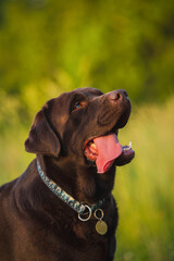 Portrait a beautiful chocolate labrador is sitting on the grass. dog smiles