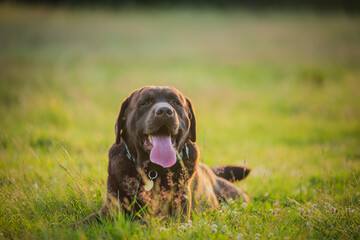 Portrait a beautiful chocolate labrador is lying on the grass. dog smiles