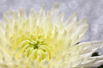 white chrysanthemum flower on silver background
