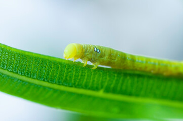 Worm on green leave, caterpillar species macro photo.