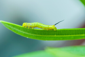 Worm on green leave, caterpillar species macro photo.