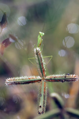 Praying Mantish on Wild Grass
