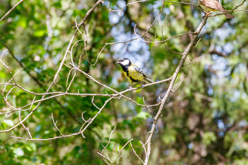 Great tit bird sitting on a tree