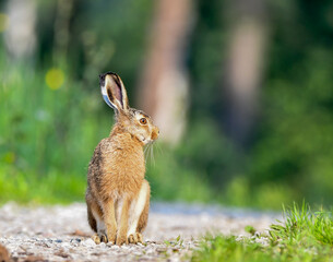 Hare  © Sporywildlife