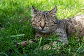 A tabby cat sleeps on the green grass. Relaxation and enjoyment. Carefree pastime. Sweet dream of a kitten.
