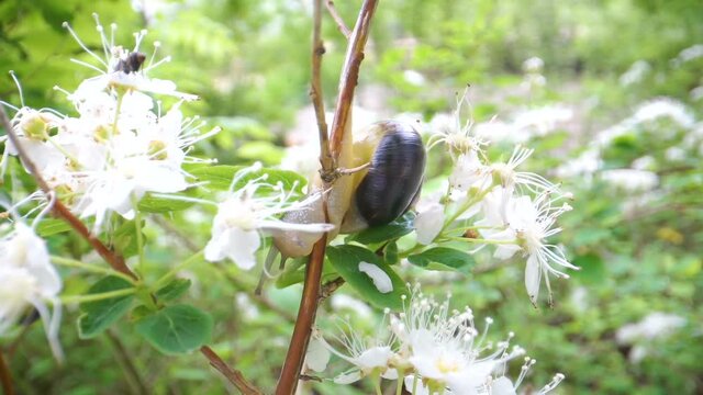 A white snail hanging on the stem of the white flower