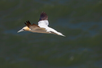 Northern Gannet flying by the cliffs of Bempton Cliffs, Flamborough Head, East Yorkshire, UK