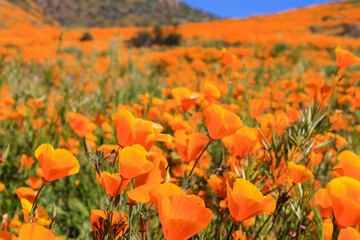 field of poppy flowers