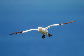 Northern Gannet flying by the cliffs of Bempton Cliffs, Flamborough Head, East Yorkshire, UK