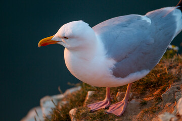 Herring Gull stands on a chalk stone outcrop Bempton Cliffs, near Flamborough Head, East Yorkshire, UK