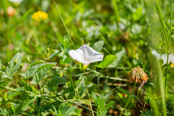 A lone white thunderstorm of weed grass field bindweed blossoms in white.