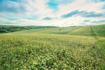 Buckwheat field against a cloudy sky. Rural landscape. Farmland in summer. Nature in the countryside