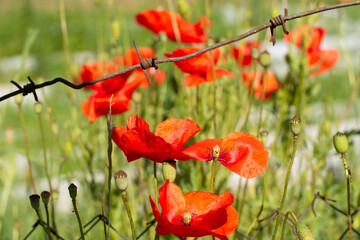 Many Bright red poppies under barbed rusty wire on a blurred background of green grass at sunny day