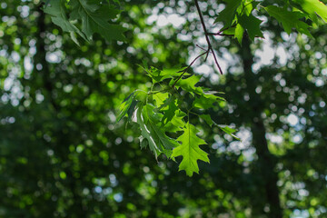 green leaves on trees in summer