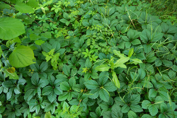 many green climbing plants and plant herbs fill the entire photo. Greens and thickets.
