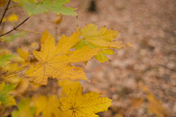 orange and yellow leaves on the ground in forest