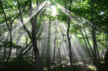 Naklejka premium sun rays through the forest