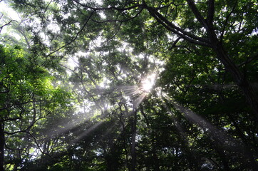 Fototapeta premium sun rays in the forest