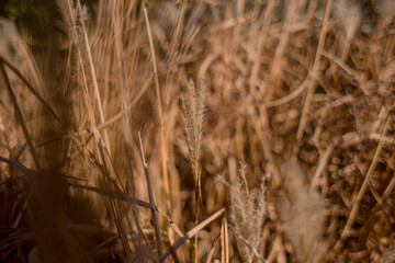 spikelets of wheat in a field close-up