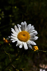 Beautiful daisy with white petals and yellow pistil