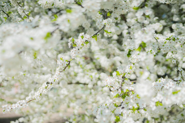 white spring cherry flowers on a tree