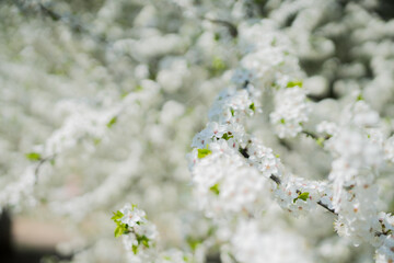 white spring cherry flowers on a tree