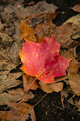 A red maple leaf on the ground, shot at autumn time.