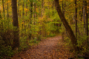 Obraz premium Szlak w lesie, nakręcony jesienią.
