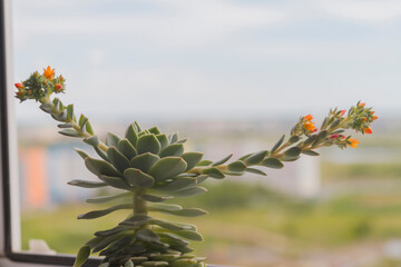 The succulent echeveria blooms. Tiny flowers have bright orange colors. The flowerpot stands on the windowsill. Indistinct background.