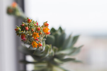 Close up of blooming succulent echeveria. Bright orange colors. The flower stands on the windowsill. Selective focus.