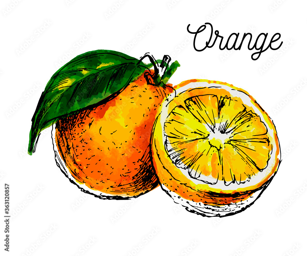 Poster Hand drawn watercolor painting on white background. Vector illustration of fruit orange