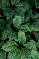 green leaves of girl's grapes in the garden