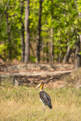 Lesser adjutant stork or Leptoptilos javanicus at bandhavgarh national park or tiger reserve madhya...