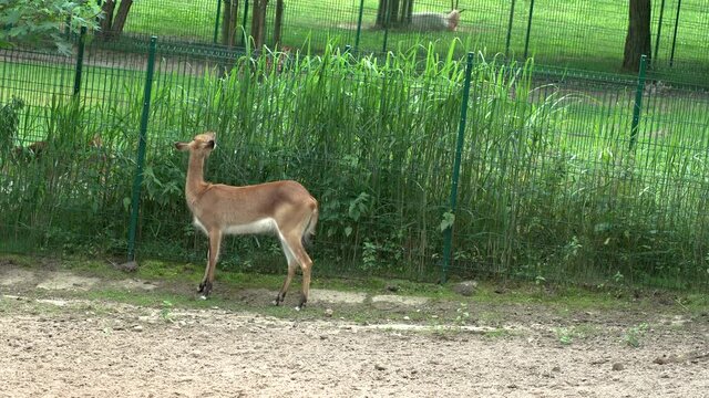 Lechwe walks close to the fence and plugs the green grass