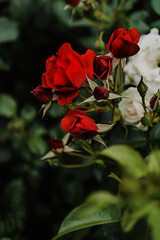 scarlet red rose on a background of green leaves in the garden