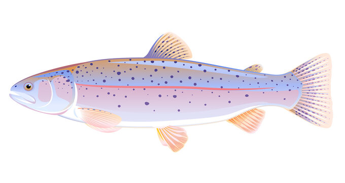 Realistic rainbow trout fish isolated illustration, one freshwater fish on side view