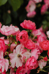pink open roses in the garden