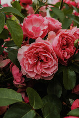 pink open roses in the garden